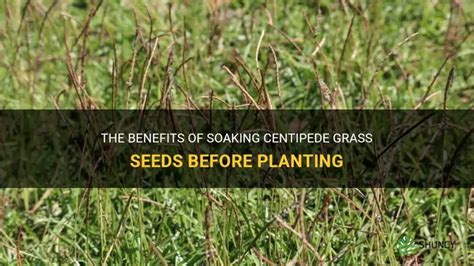 Unveiling the Powerhouse Benefits of Centipede Grass