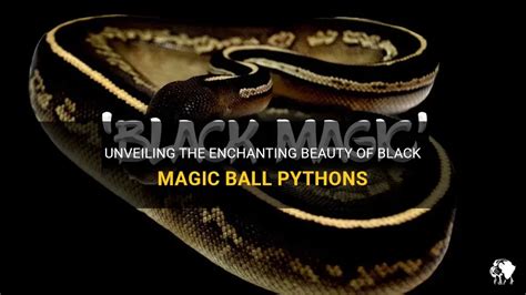 Unveiling the Python's Enchanting Embrace