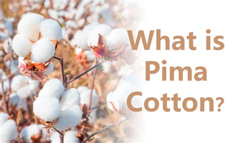 Unveiling the Qualities of Pima Cotton