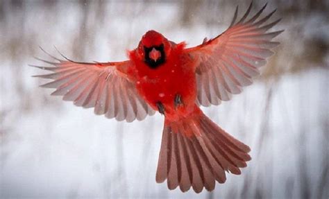 Unveiling the Red Birds' Cosmic Prowess