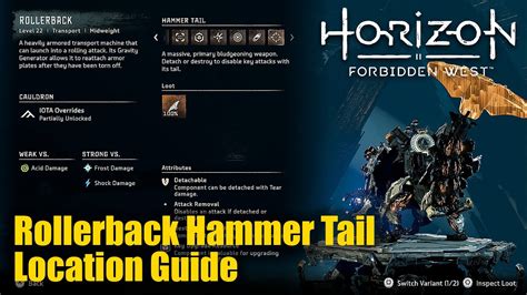 Unveiling the Rollerback Hammer's Tail Location