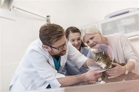 Unveiling the Scope and Advancements in Feline Veterinary Care