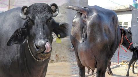 Unveiling the Secrets of Buffalo Breeding: A Comprehensive Guide to Bhains Ka Sex