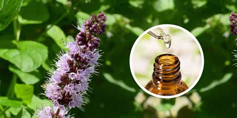 Unveiling the Secrets of Patchouli Knowledge: A Comprehensive Guide