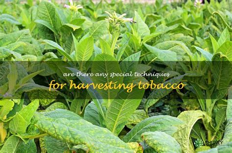 Unveiling the Secrets of Tobacco Delivery: A Comprehensive Guide