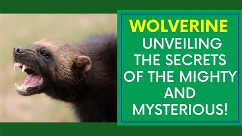 Unveiling the Secrets of Wolverine's Eyes