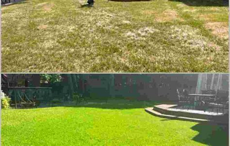 Unveiling the Secrets of Your Newly Greened Lawn