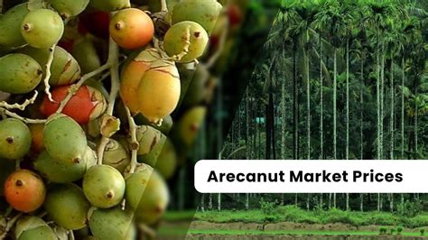 Unveiling the Secrets of the Arecanut Market: A Guide to Arecanut Price Trends and Predictions