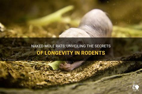 Unveiling the Secrets of the Naked Mole Rat: A Journey into the Extraordinary