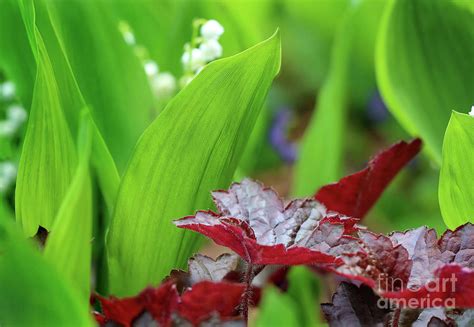 Unveiling the Shy Lily: A Botanical Description