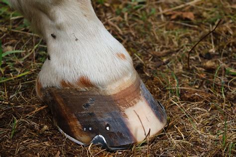 Unveiling the Signs and Symptoms of Founder: A Comprehensive Guide to Equine Hoof Health