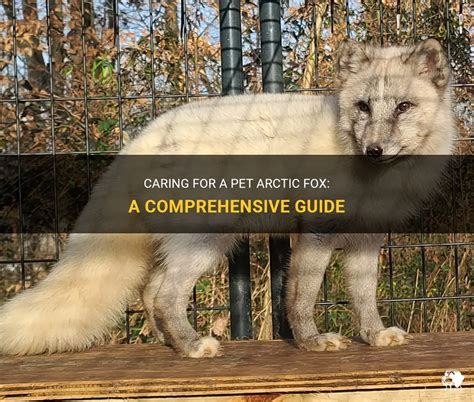 Unveiling the Soul of the Arctic Fox: A Comprehensive Guide to Their Enigmatic Existence