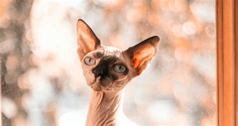 Unveiling the Sphinx Cat's Enigmatic Life Expectancy: A Comprehensive Guide