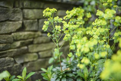 Unveiling the Spurge Definition: Your Guide to a Diverse Plant Family