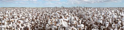 Unveiling the Superiority of Pima Cotton