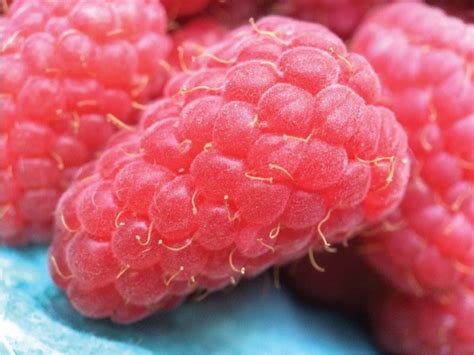 Unveiling the Sweet Secrets of Hopkins Raspberries: A Legacy of Flavor and Abundance