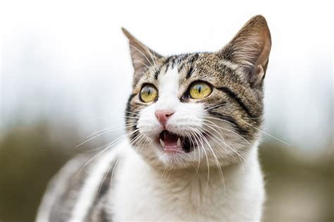 Unveiling the Symphony of the Cat's Meow: A Comprehensive Guide to Feline Vocalizations