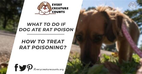 Unveiling the Telltale Signs: A Comprehensive Guide to Rat Poisoning in Dogs