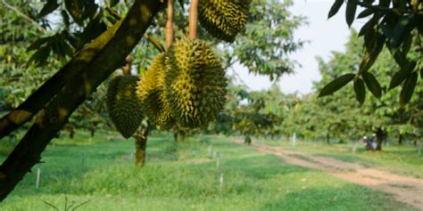 Unveiling the Treasure of Johor: A Comprehensive Guide to Durian Plantations