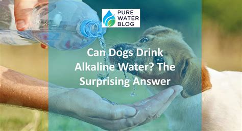 Unveiling the Truth: Can Dogs Drink Alkaline Water?