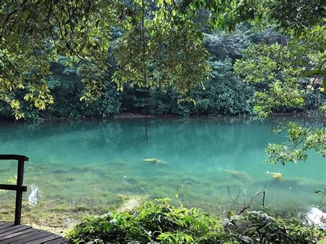 Unveiling the Ultimate Guide to MacRitchie Reservoir Bus Stop: A Comprehensive Overview