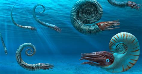 Unveiling the Wonders of Ammonites