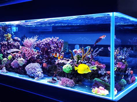 Unveiling the Wonders of Petco Aquariums: A Comprehensive Guide to Your Aquatic Paradise