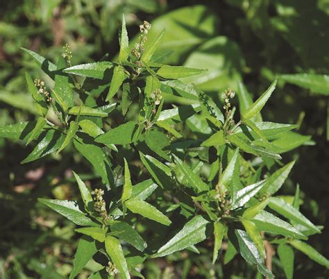 Unveiling the Wonders of Spurge: A Guide to Its Medicinal Uses and Varieties