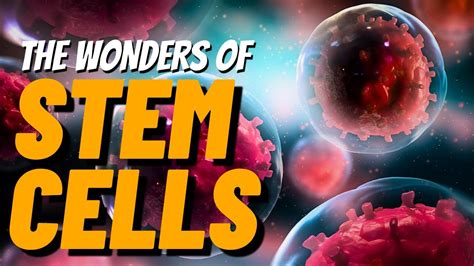 Unveiling the Wonders of Stem Cells: A Comprehensive Guide to Stem_Steven