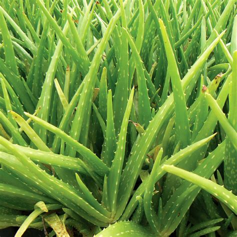 Unveiling the Wonders of the Enormous Aloe Vera Plant: A Comprehensive Guide to Its Benefits, Cultivation, and Usage