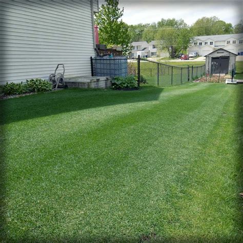 Upgrade Your Lawn to Lushness: Kentucky Bluegrass Fertilizer Guide for a Thriving Yard