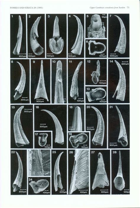 Upper Cambrian Conodonts from Sweden Reader