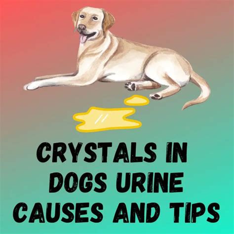 Urinary Crystals in Dogs: A Comprehensive Guide