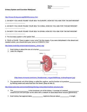 Urinary System And Excretion Answer Key Reader