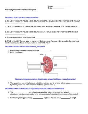 Urinary System And Excretion Webquest Answer Key Doc