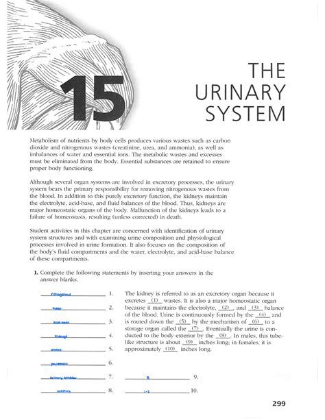 Urinary System Answers Coloring Doc