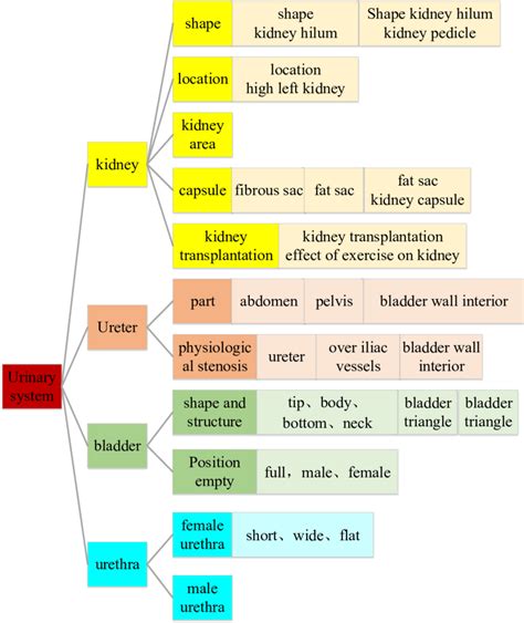 Urinary System Concept Map Answer Key Doc