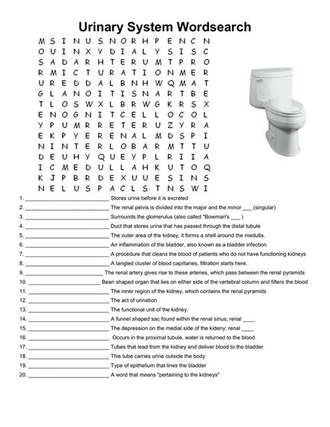 Urinary System Wordsearch Answer PDF