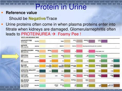 Urine Protein Levels Chart