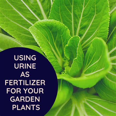 Urine as Fertilizer: 1,000+ Surprising Ways to Grow a Bountiful Harvest