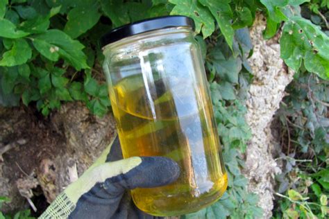 Urine as Fertilizer: A 10,000-Word Guide to Using Pee Power in Your Garden