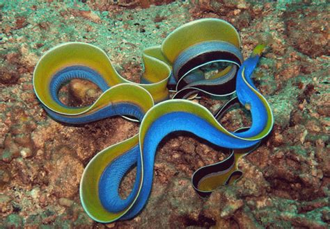 Ursula Eels: Exploring the Enigmatic Sea Serpents