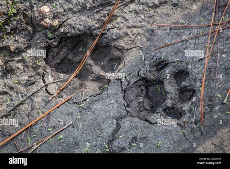 Use Eagle Eye to track the panther's tracks.