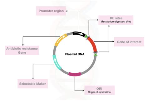 Use Plasmids wisely.