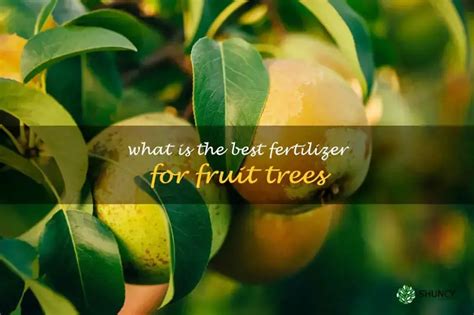 Use a fertilizer that is specifically designed for fruit trees.