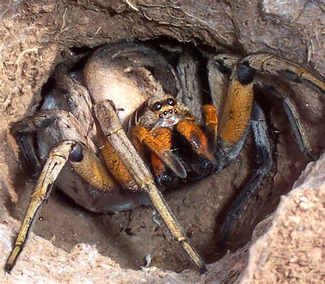 Use a shield to block the wolf spider's attack.