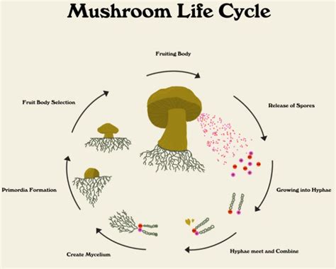 Use the right spores