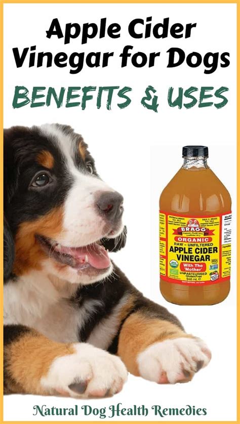 Uses and Benefits of Apple Cider Vinegar for Dogs