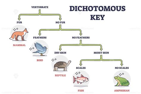 Using And Making A Dichotomous Key Answers PDF