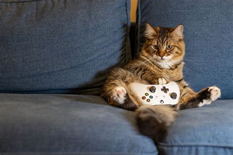 Using Cats in Gamification